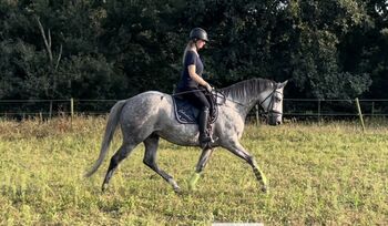 Leichtrittige Tochter des Asagao xx, Nick , Pferd kaufen, Nienburg (Weser) Nienburg (Weser)