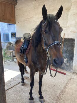 Leistungsbereiter Warmblutwallach sucht neue Herzensmenschen, Pferdevermittlung Leus, Pferd kaufen, Schonungen