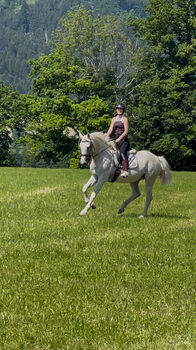 Freizeitpferd, 12-jährig, S-t-g-a, Horses For Sale, Scheibbs