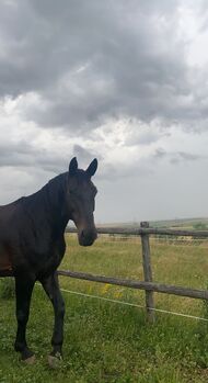 Freizeit Pferd mit Schutzvertrag abzugeben, Celina, Horses For Sale, Hausleiten