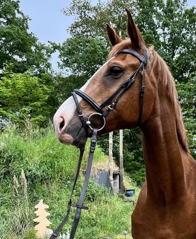 Freizeitpferd, Emily , Horses For Sale, Lenzen (Elbe)