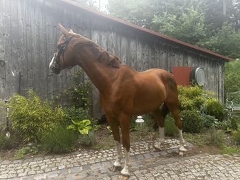 Freizeitpferd, Emily , Horses For Sale, Lenzen (Elbe)