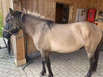 Freizeitpferd Huzule, Littl, Horses For Sale, Sachsenkam