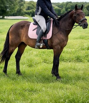 Freizeitpferd, Stute