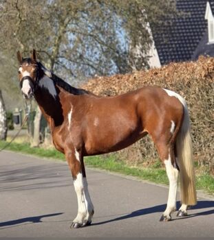 Freizeitpferd Pinto Stute