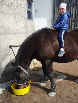 Lennard  sucht dich, Doris, Horses For Sale, Andorf