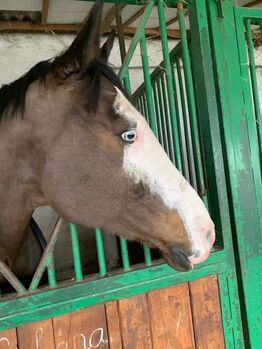 Leon M sucht sein neues Zuhause, Zsolt Száraz, Horses For Sale, Kéthely