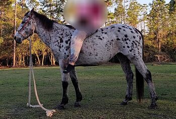 Leopard Appaloosa Pony Mare, Sale/Trade, Pferd kaufen, Orlando