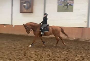 Lehrmeister Familienpferd, Monika Matheisen , Horses For Sale, Grevenbroich