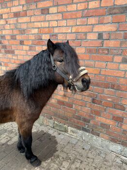 Pflegebeteiligung gesucht (Pony sucht Reiter), Lucy Zimmermann, Horse Sharing, Gütersloh 