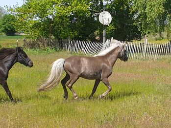 Sucht ein zu Hause, Nicole Kindl , Horses For Sale, Ahlbeck 