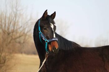 Looking for new home, Klaudia Banko, Horses For Sale, Szarvas