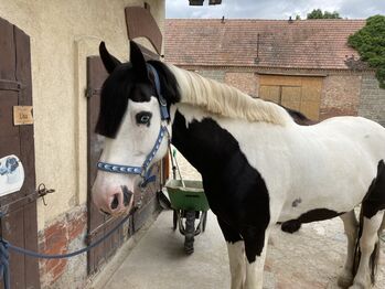 Suche Endplatz für Tinker-Paint Stute