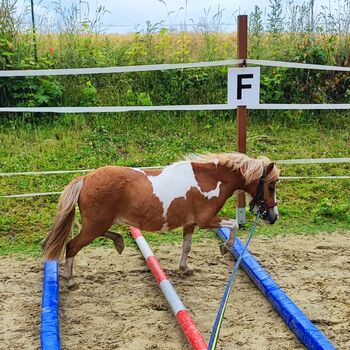 Süßes Shettymädchen, Tanja Dolasseck , Horses For Sale, Möhnsee