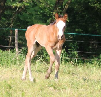 Niedlicher Eyecatcher, Kerstin Rehbehn (Pferdemarketing Ost), Horses For Sale, Nienburg