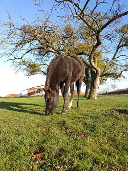 Lewitzer Fohlen, M.B., Horses For Sale, Teterow