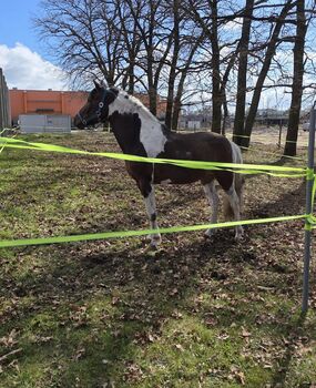 Deutsches Reitpony Lewitzer