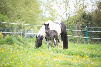 Lewitzer Stutfohlen, Tanja Gräf , Horses For Sale, Reiskirchen 