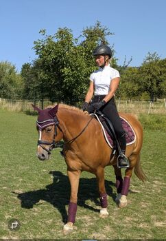 Lewitzer Wallach – tolles Freizeitpony, Sandra, Horses For Sale, Malsch
