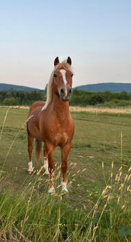 Lewitzer Wallach – tolles Freizeitpony