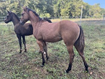 LH CatsFancyPrincess High Brow Cat Dun Filly, Avery , Horses For Sale, Kansas City