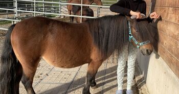 Reitbeteiligung PFLEGEPONY zu vergeben, Millbrook Ranch, Horse Sharing
, Leutkirch im Allgäu