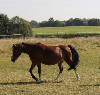 Reitbeteiligung für Herzenspony