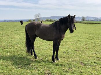 Reitbeteiligung Nähe Zürich, Cynthia Ka, Konie na sprzedaż, Birmensdorf 