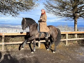 Reitbeteiligung Nähe Zürich