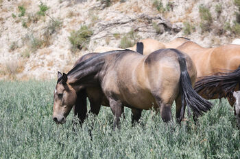 gekörte PRE Zuchtstute Buckskin