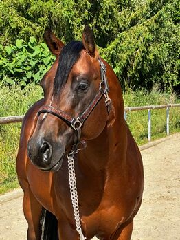 Gekörter, bildhübscher Paint Horse Hengst