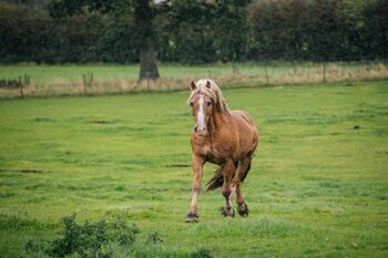 Licensed Welsh Cob Stallion, Helen Worth, Konie na sprzedaż, Congleton 