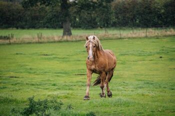 Licensed Welsh Cob Stallion, Helen Worth, Pferd kaufen, Congleton 