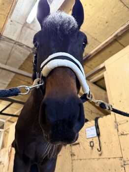 licol pour cheval avec peau de mouton Trotando Juntos