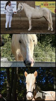 Liebe 2-jährige Isländerstute sucht liebevolles Zuhause, Tamara, Horses For Sale