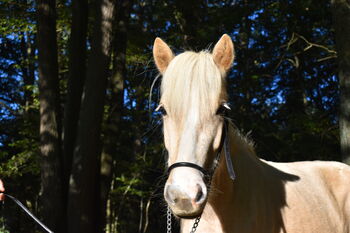 Liebe 2-jährige Isländerstute sucht liebevolles Zuhause, Tamara, Horses For Sale