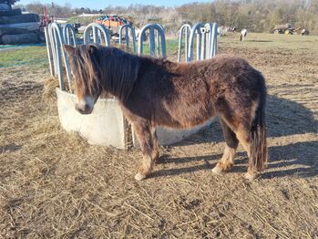 Liebe etwas unscheinbare Jungstute Partbred Shetlandpony, Nadine  (Shettyzucht Frechdachs ), Pferd kaufen, Heringen