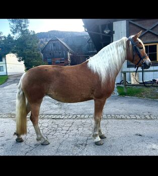 Liebe Haflinger Stute, Anna Bischof, Pferd kaufen, Sankt Peter am Kammersberg