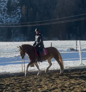 Liebe Haflinger Stute