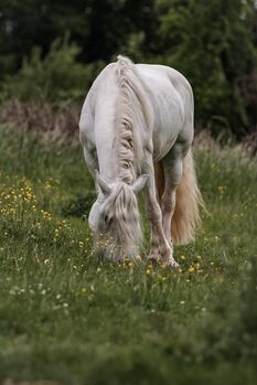 Liebe Reitbeteiligung gesucht