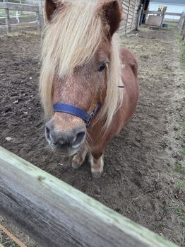 Liebe Shettystute in beste Hände