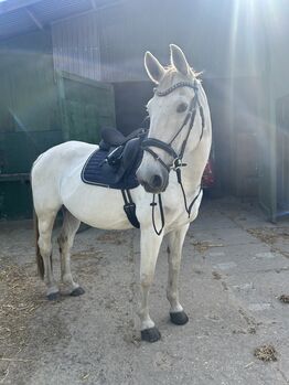Liebe tolle Stute als bei stell Pferd an.,  E .p , Pferd kaufen, Thedinghausen