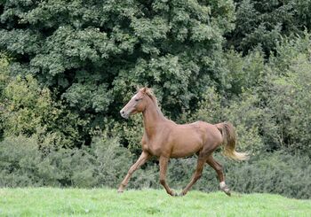 Liebenswerte American Saddlebred Jungstute