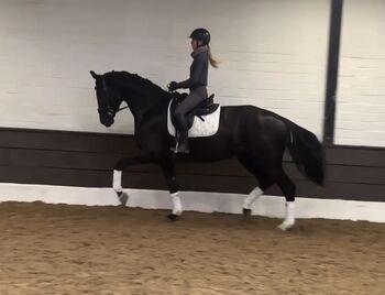 Liebenswerte Oldenburger Stute zu verkaufen