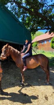 Liebenswerte Ponystute sucht Endplatz, Marion , Pferd kaufen, Lenti