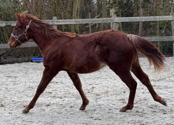 Liebenswerte Quarter Horse Nachwuchsstute aus bester Aufzucht