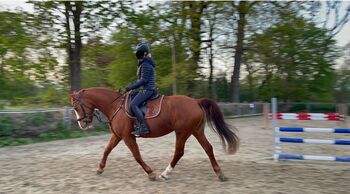 Liebenswerte Stute, Bellevue , Pferd kaufen, Delmenhorst 