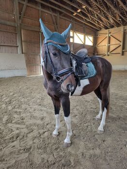 Liebenswerter Allrounder, K.B.Z. verkaufspferde , Pferd kaufen, Steiermark/Leibnitz 