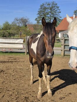 Liebenswerter Allrounder, K.B.Z. verkaufspferde , Pferd kaufen, Steiermark/Leibnitz 