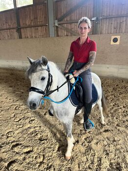 Liebenswertes Pony